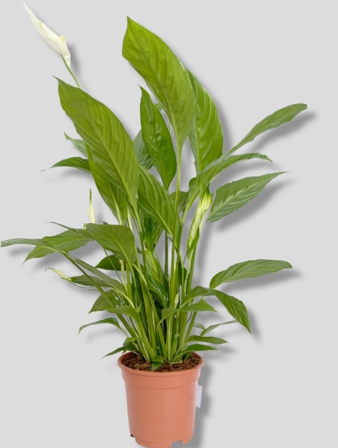 Buy Spathiphyllum - Peace Lily - Type 3 Online| Qetaat.com